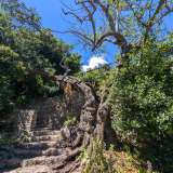 Dopo essere passati accanto a un carrubo, uno degli alberi secolari del sito...